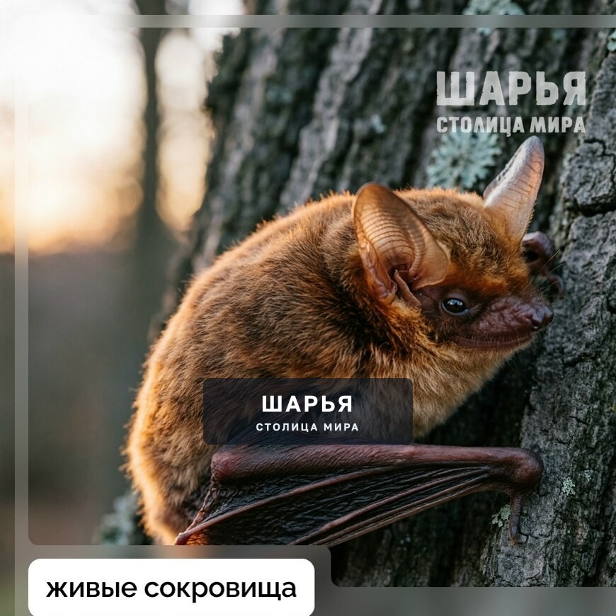 В лесах Костромской области живёт настоящий ночной чемпион — рыжая вечерница — Шарья