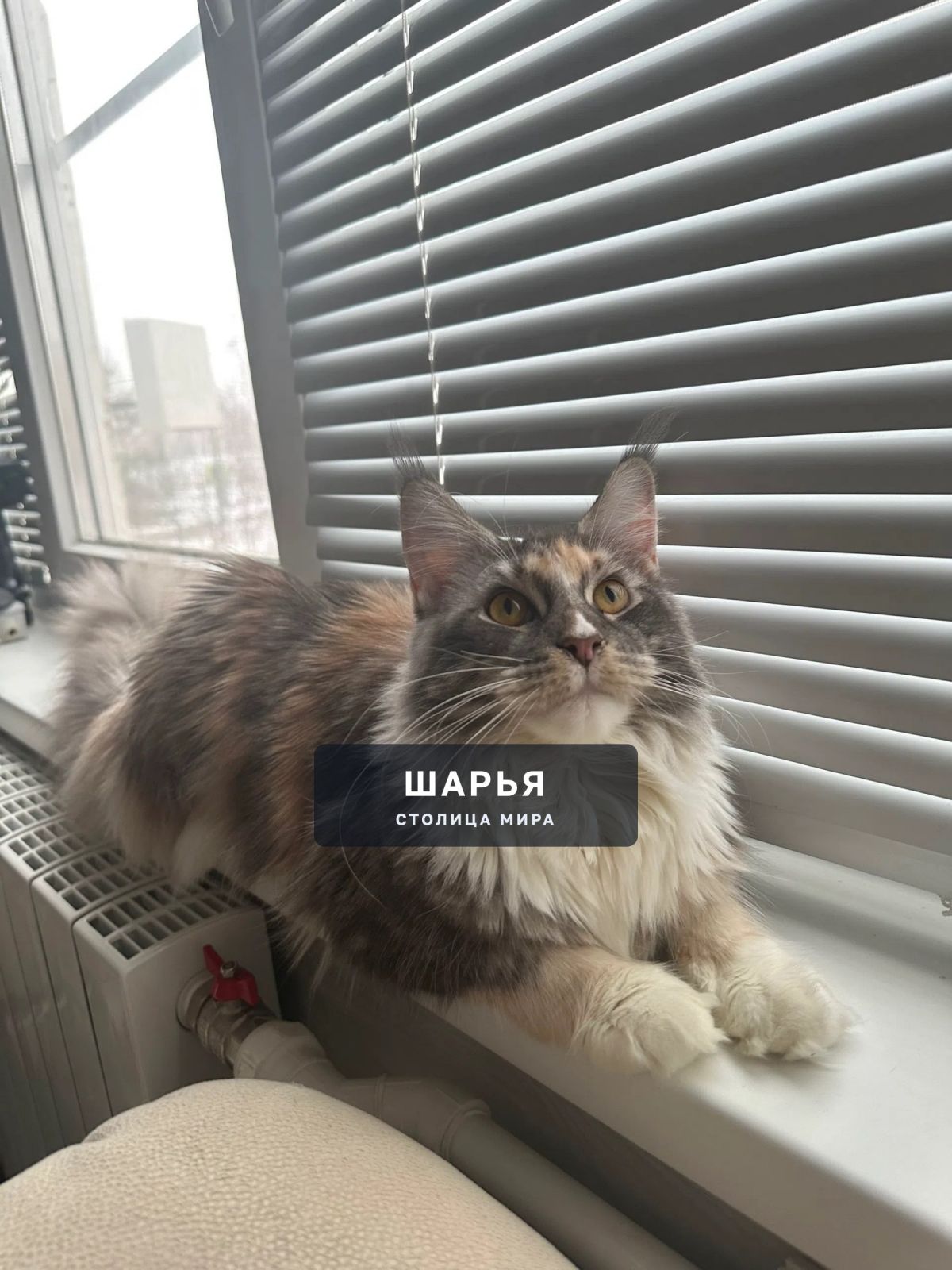 Сегодня пропала кошка на Юбилейной 8, упала с балкона — Шарья