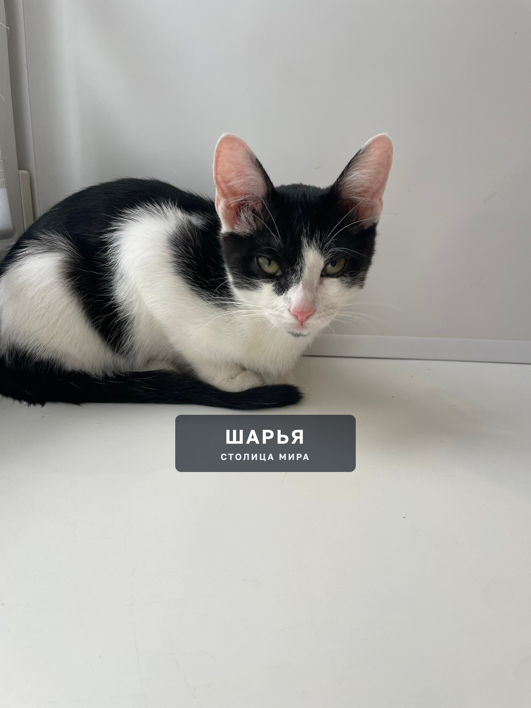 Котёнок ищет дом! Помогите найти котёнку хозяина! — Шарья, фото 3