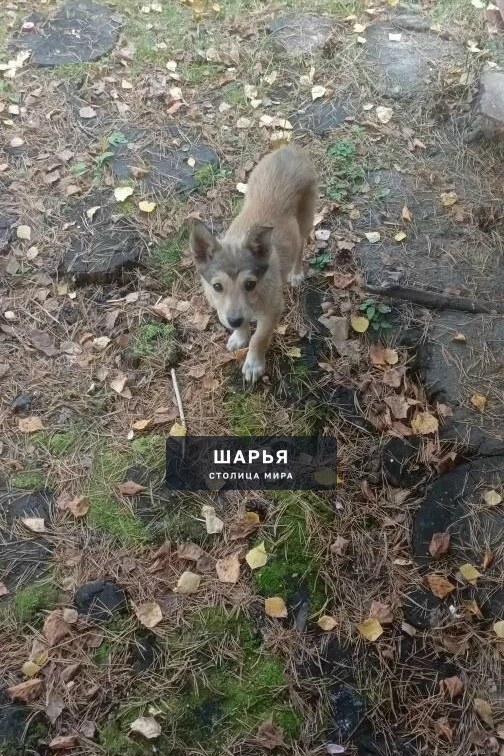 Ищем дом маленькой Ириске и её маме! — Шарья