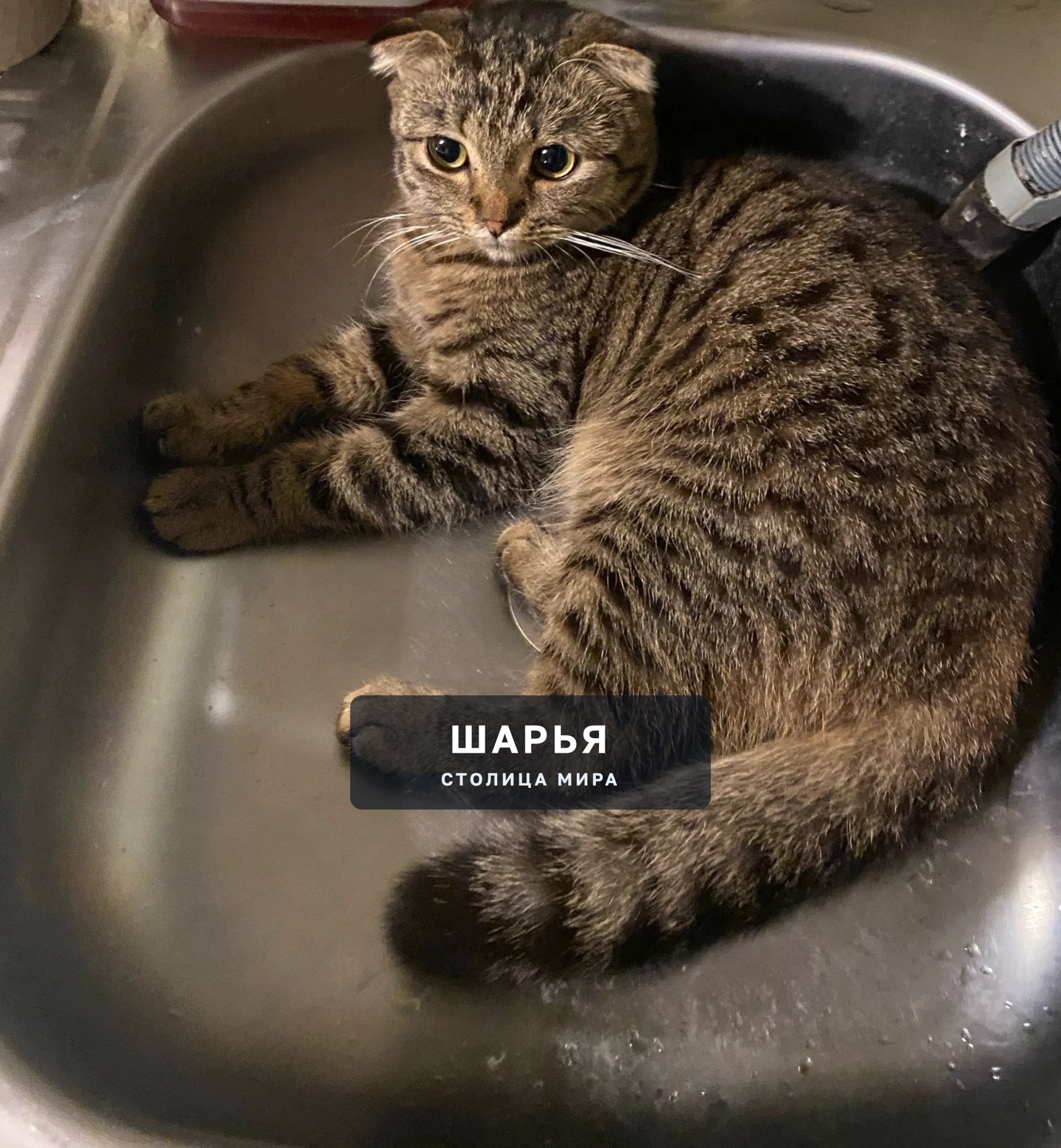 Пропал веслоухий кот по кличке Гарик в районе Костромской улицы и первого микрорайон если… — Шарья