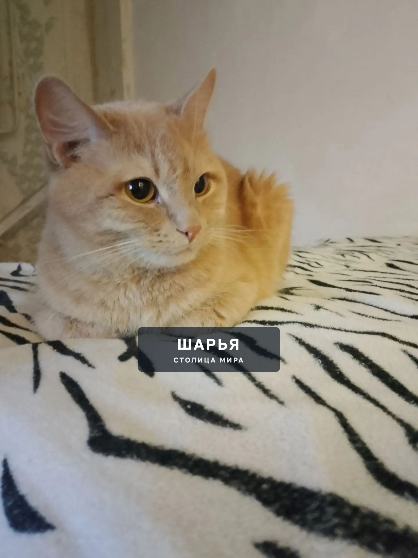 Пропал рыжий кот в районе Орджоникидзе, 4 квартал — Шарья