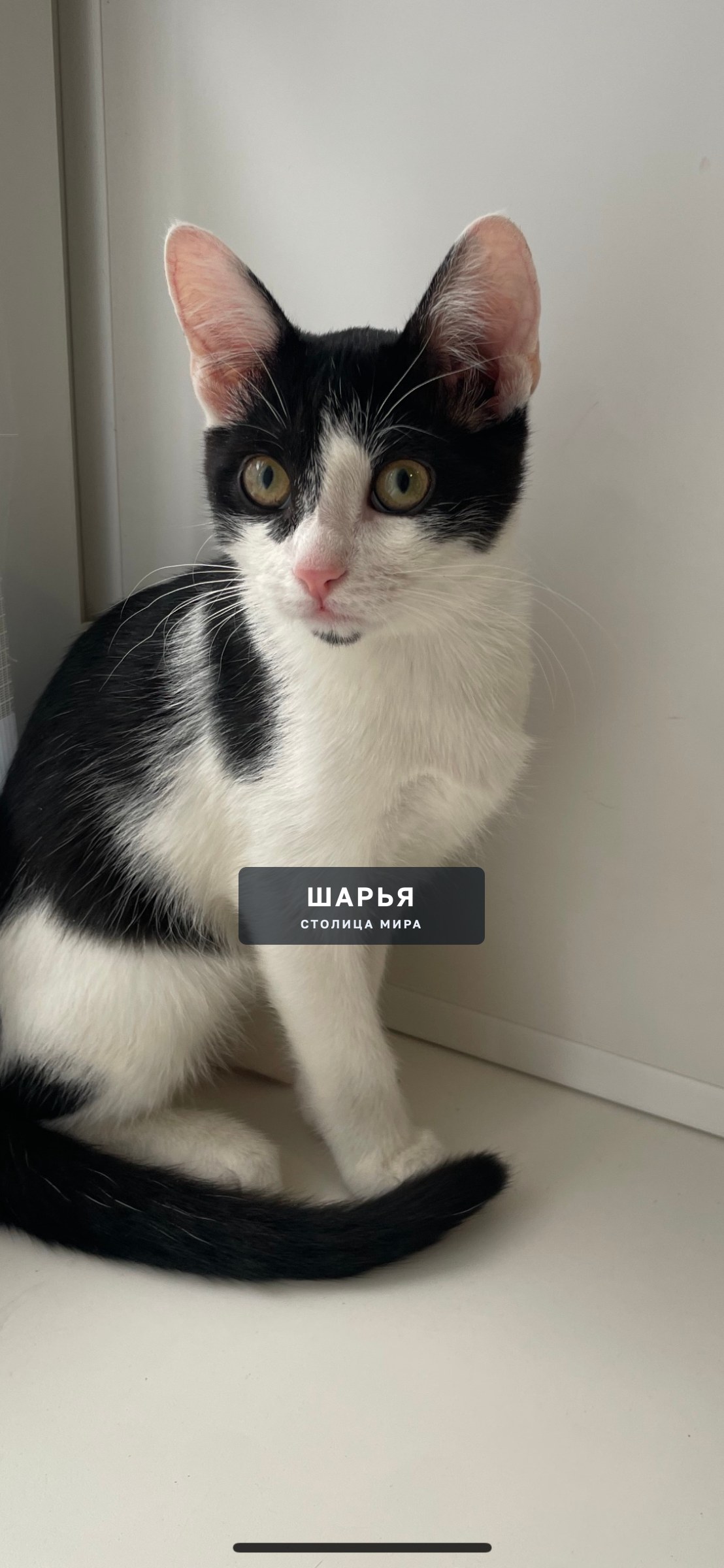 Котёнок ищет дом! Помогите найти котёнку хозяина! — Шарья, фото 6
