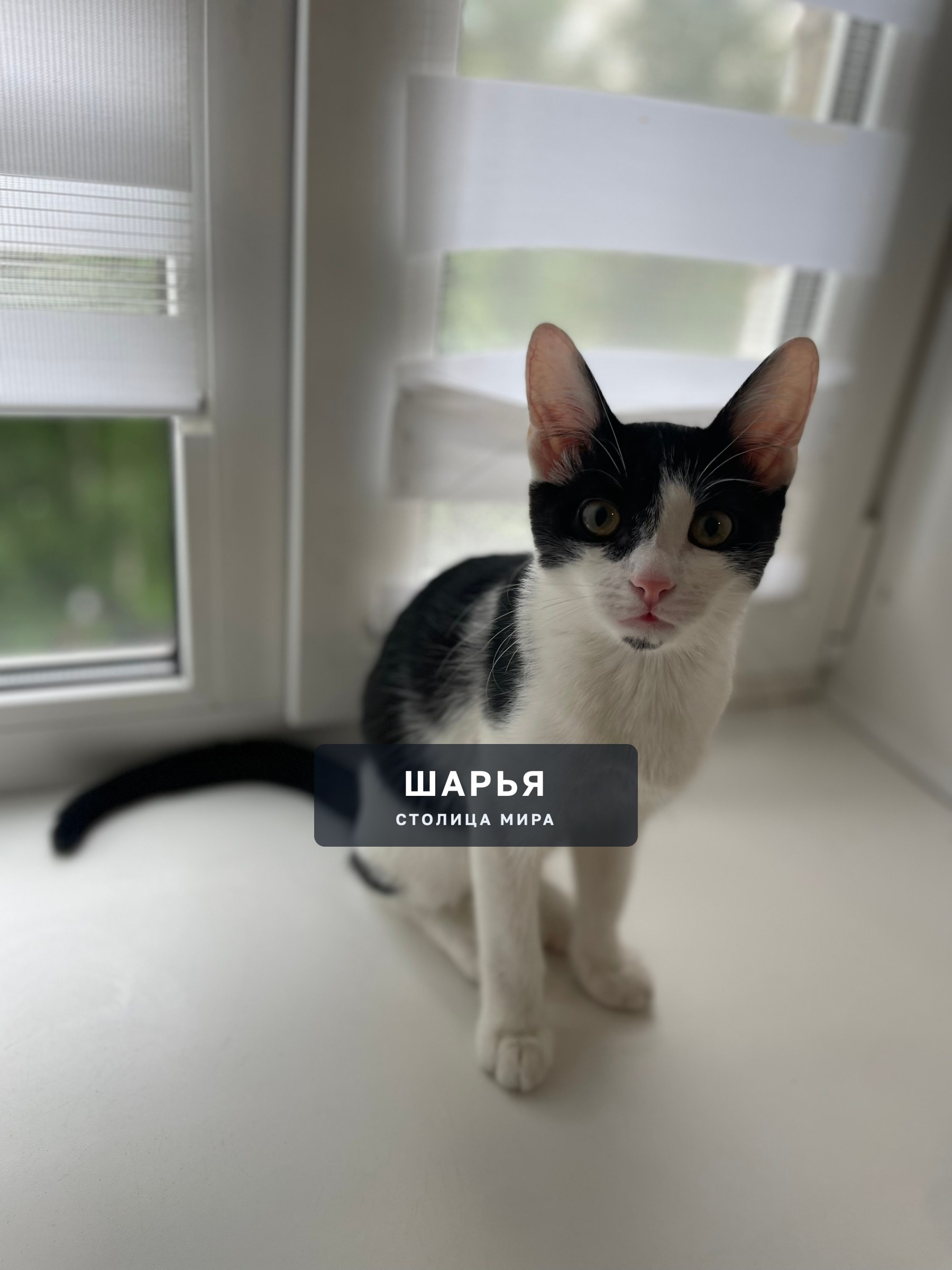 Котёнок ищет дом! Помогите найти котёнку хозяина! — Шарья, фото 5