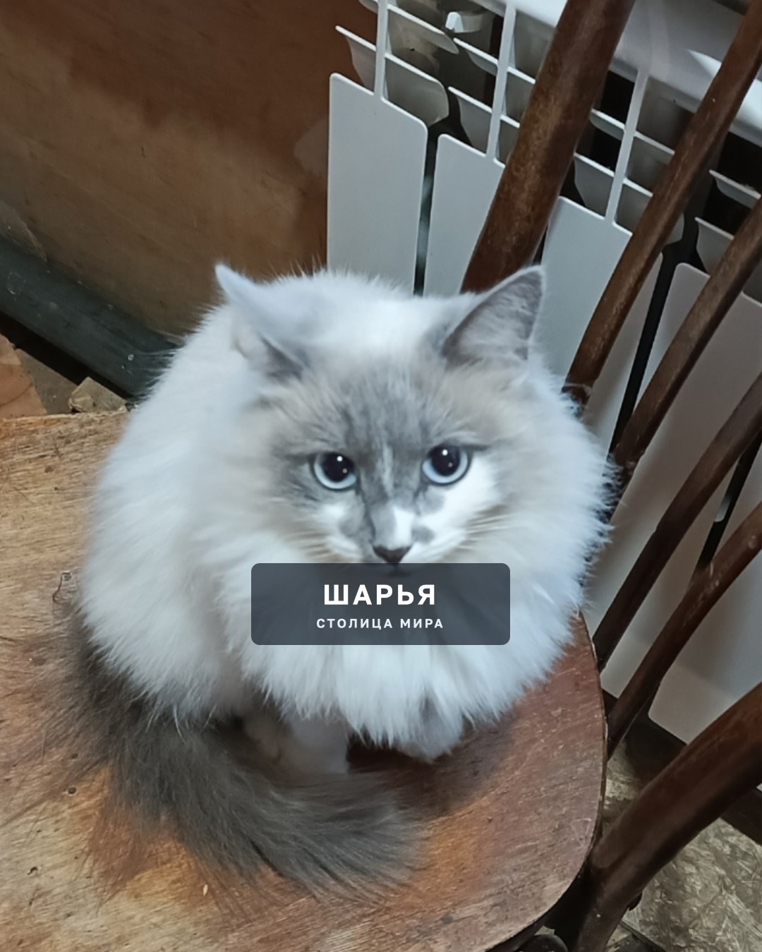 Пропала кошечка Настя в районе октябрьского, очень ласковая — Шарья, фото 2